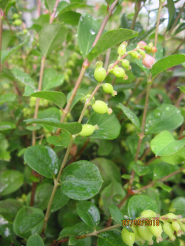 Symphoricarpos Magical Galaxy